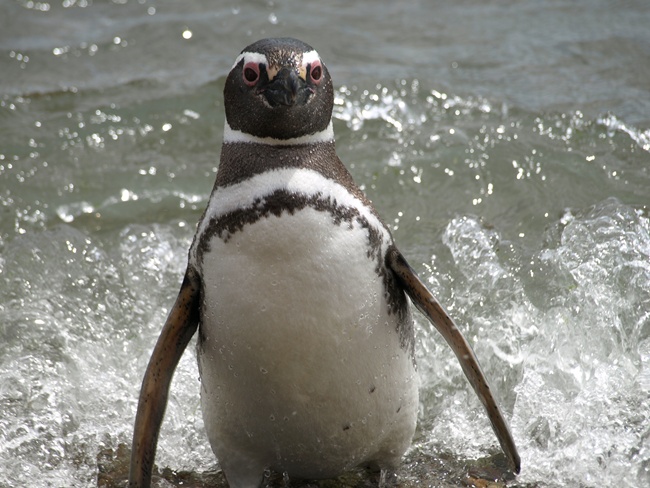 ../../Pictures/240110/042 Magellan.JPG